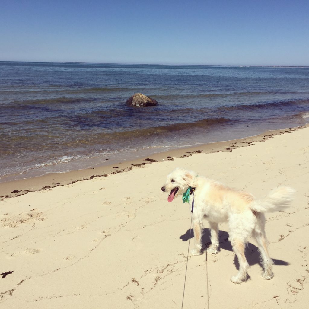 Dog standing by the water on Breakwater Beach