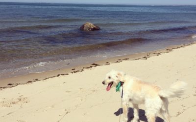 5 Best Places Near Brewster by the Sea to Enjoy Nature!