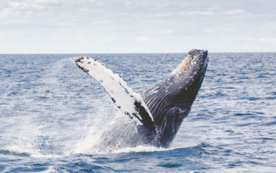 Whale Watching on Cape Cod