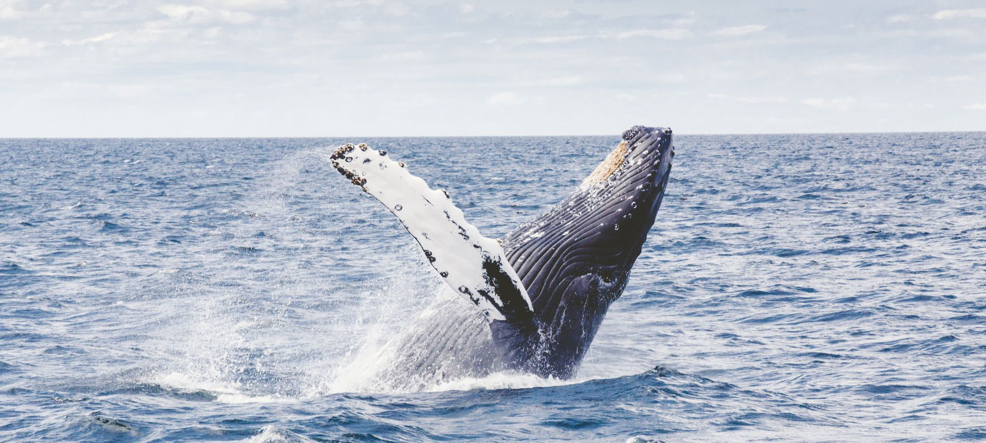 Whale Watching on Cape Cod