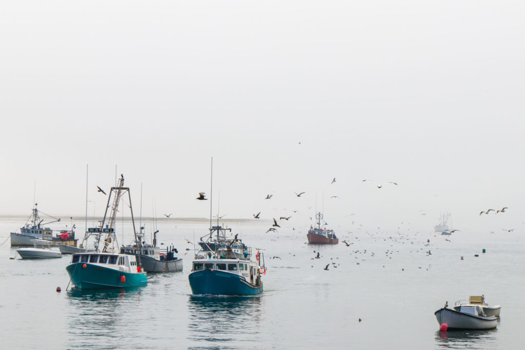 Fishing boats coming into the harbor in the fog with seagulls flying around