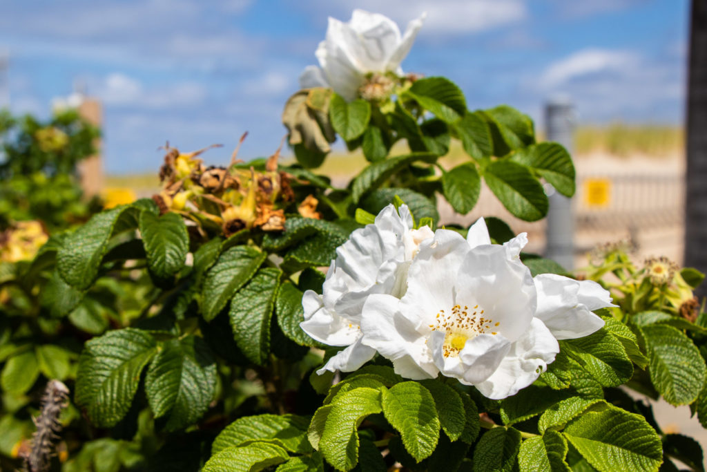 White flower in a green bush by the beach