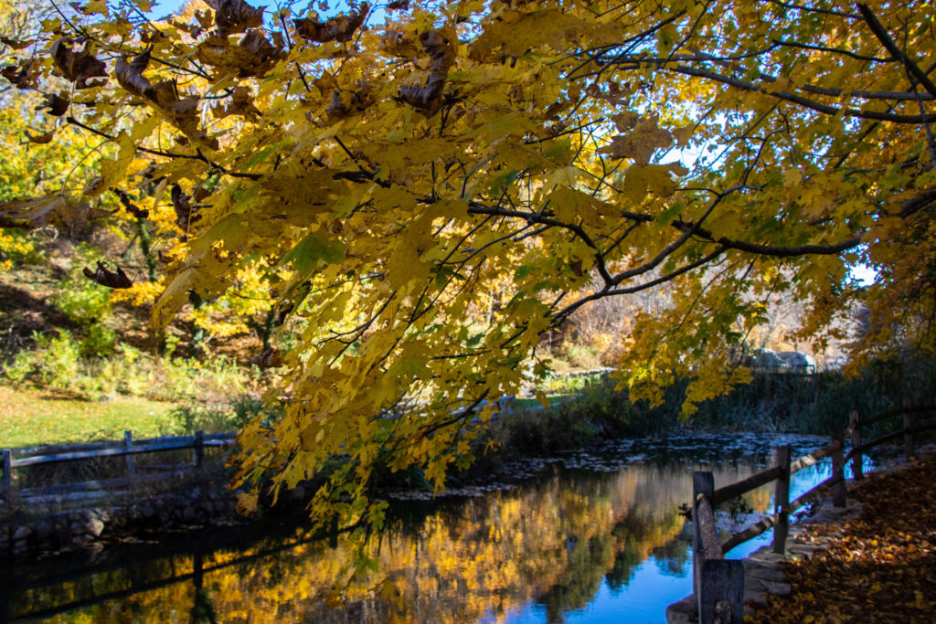 Tree with yellow leaves overlooking a creek on a sunny day with blue skies