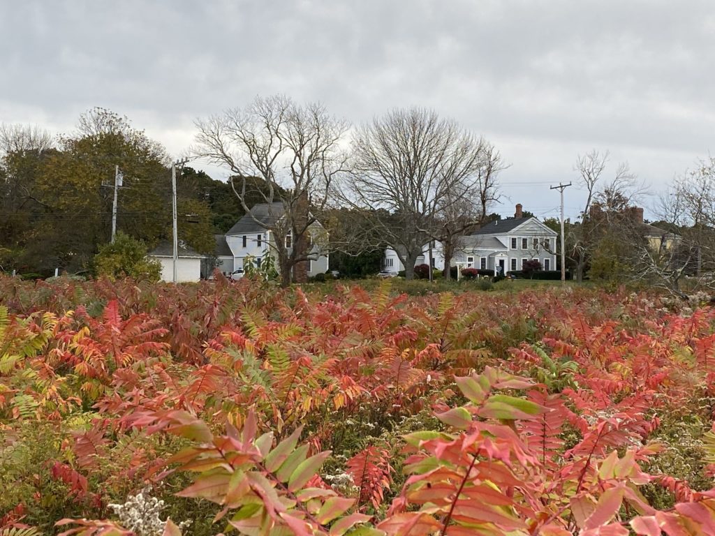 Looking through a field during the fall at Brewster By The Sea Inn