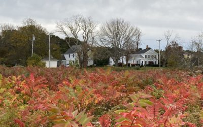 Things to Do on Cape Cod in November