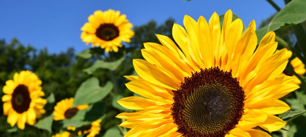 Sunflower | Brewster By the Sea Cape Cod B&B | Brewster, MA