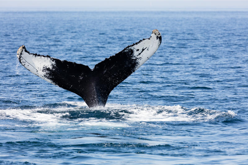 Whale tail coming out of the water | Brewster By the Sea Cape Cod Inn | Brewster, MA