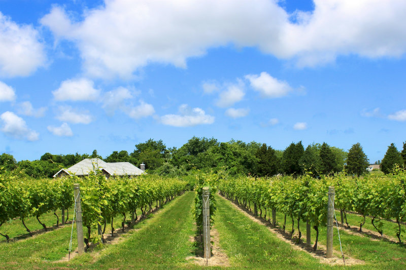 Cape Cod Vineyards | Brewster By the Sea Cape Cod Inn | Brewster, MA