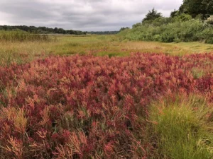 A marshy area with a field of red plants.