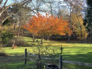 A large tree with red and yellow leaves.