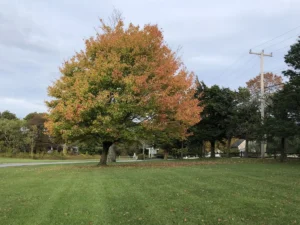 A large tree with red and yellow leaves in a serene autumn setting.