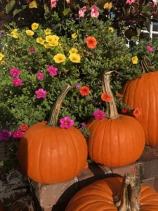 Pumpkins growing in a lush garden, surrounded by green leaves and vines.