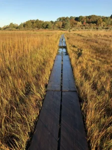 A wooden boardwalk winding through a marsh, surrounded by tall grasses and water.