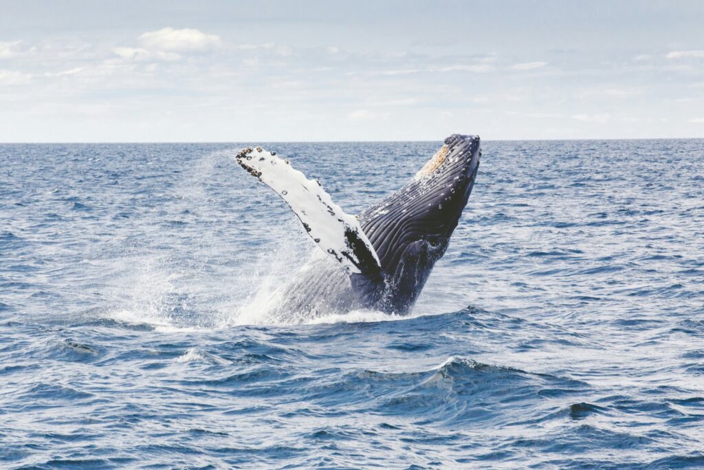 The Legacy of Whaling