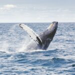 The Legacy of Whaling: Cape Cod and Nantucket’s Maritime Heritage