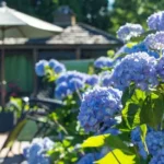 Cape Cod Hydrangea Festival