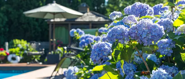 Cape Cod Hydrangea Festival