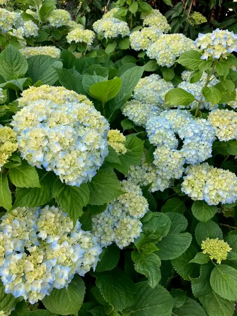 Cluster of pale blue and white hydrangea blooms surrounded by lush green leaves in a garden.
