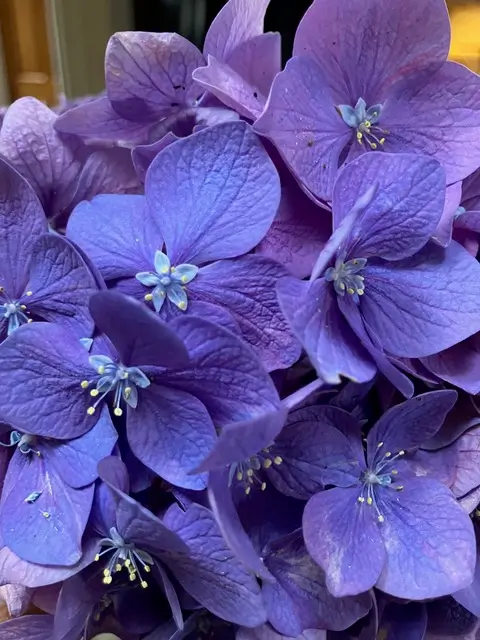 Close-up of vibrant purple hydrangea flowers with detailed petals and visible stamens.