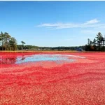 Why September and October Are the Best Times to Visit Cape Cod