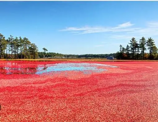 Brilliant red cranberry bog during harvest season with shallow water reflecting the blue sky in Cape Cod, Massachusetts.
