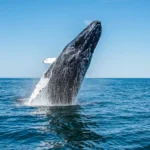 Exploring Cape Cod from the Water
